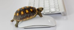 slow loading website turtle on mouse with keyboard in background