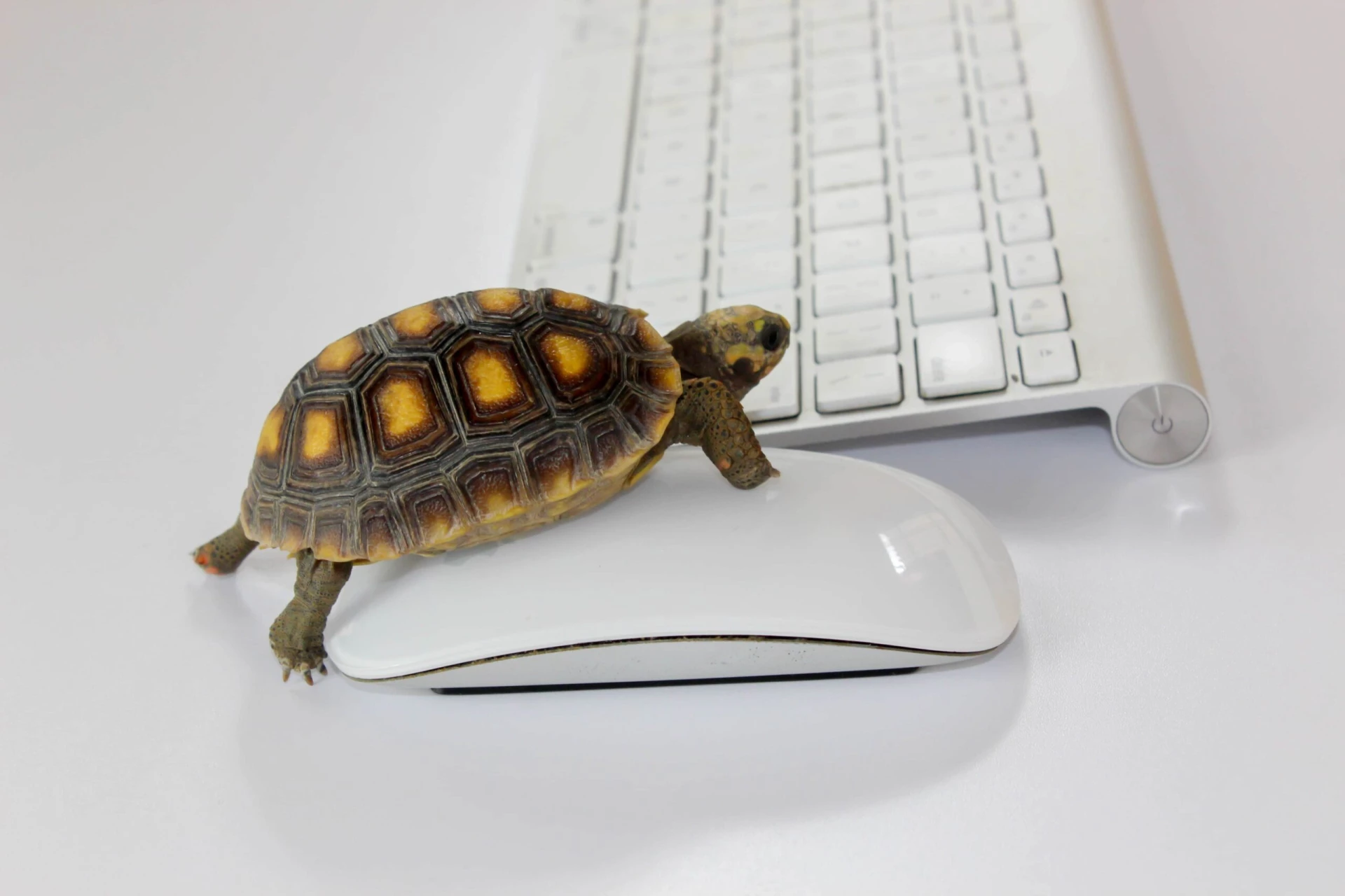 Клавиатура черепахи